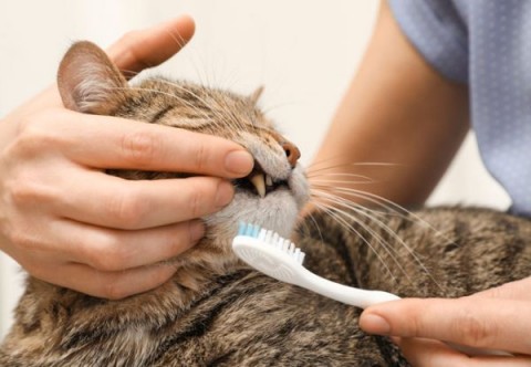 Cliffdale Pet Tooth cleaning cat